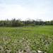 The Water Street site, pictured here on Friday, May 3, is the largest piece of vacant land owned by the city of Ypsilanti. Daniel Brenner I AnnArbor.com